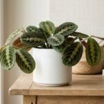Prayer Plant